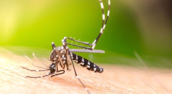Dengue arrives near Paris What are the risks of catching
