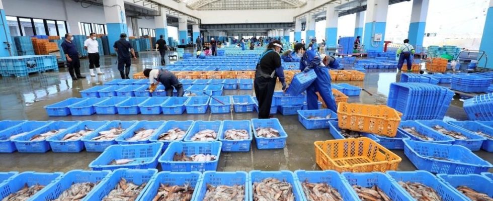 Discharge of Fukushima waters Russia suspends imports of seafood products