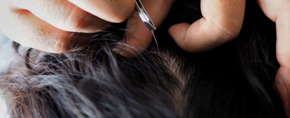 Does pulling out one gray hair really cause others to