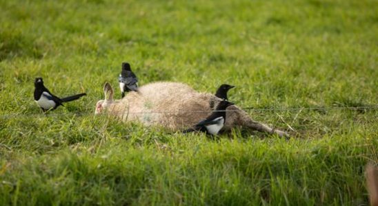 Entire sheep sector at risk from bluetongue There must be