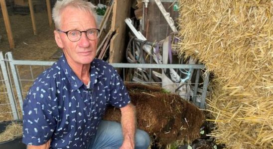 Farmer Joop from Portengen has already lost 24 sheep to