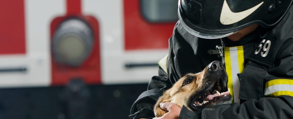 Firefighters save his dog he receives a bill for 10000