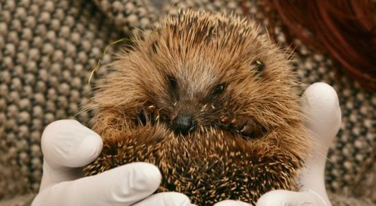 Hundreds of sick hedgehogs can go to Frederike and Stefs
