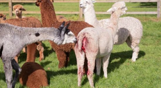 Huskies that attacked alpacas returned to owners alpaca farm owners