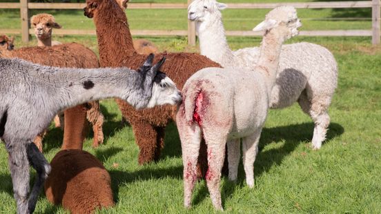 Huskies that attacked alpacas returned to owners alpaca farm owners