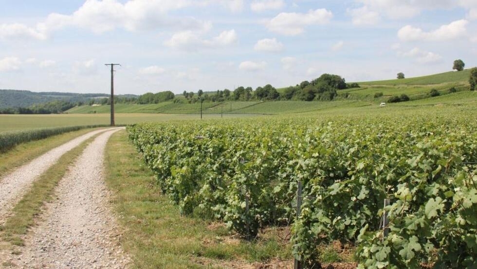 A vineyard in Champagne.  (Illustrative image)