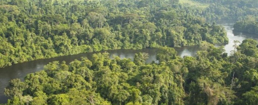 Illegal deforestation threatens Congo Basin forest says NGO