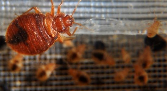 In France the growing scourge of bedbugs