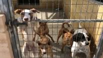 In Spain dogs are abandoned for a surprising reason moving