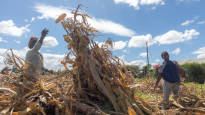 Kenya doesnt need Ukraines grain as record maize crop ripens