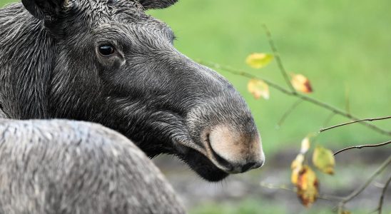 New and gratifying findings about the health of Swedish moose