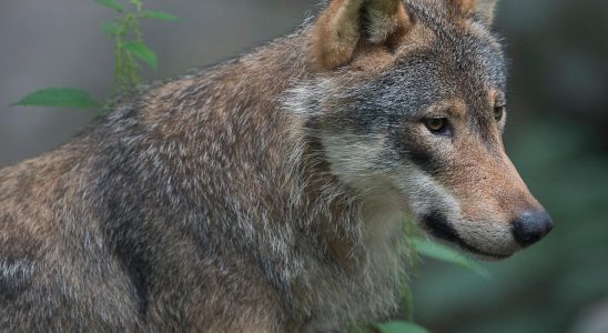 Protective hunt underway against the Scanian wolf