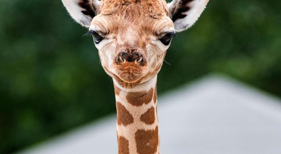 Stop at customs for giraffe poo