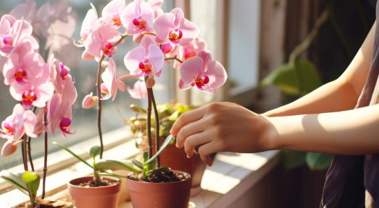 The best florists know it well your orchid will be