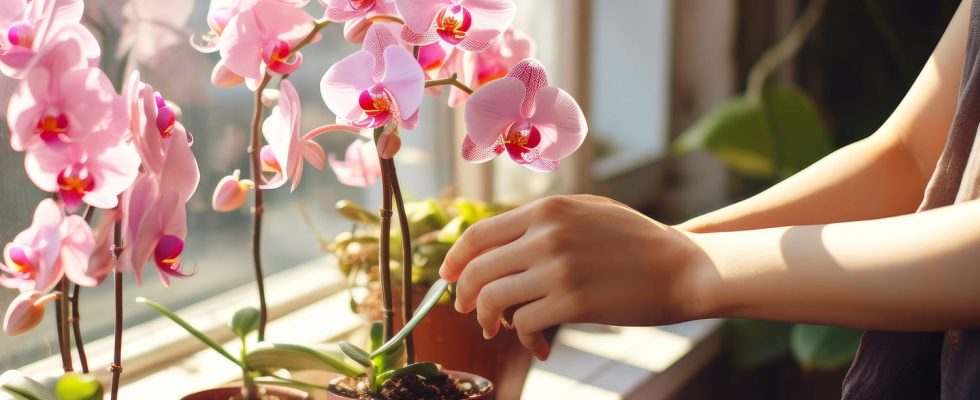 The best florists know it well your orchid will be