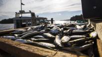 The future of Finnish herring fishing is at stake when