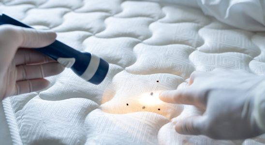 The hype surrounding bedbug infestations has sparked the interest of