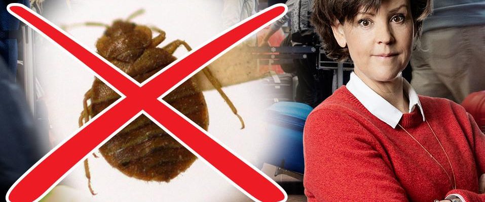 The travel expert How to avoid bedbugs
