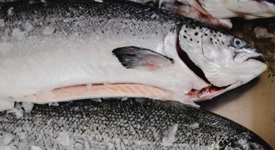 Utrechter 40 acquitted of salmon theft in Urk