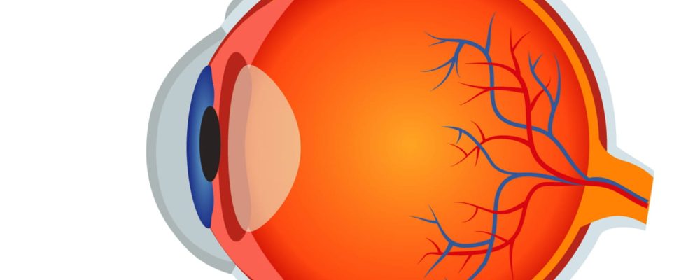 What is the macular ganglion cell complex GCC