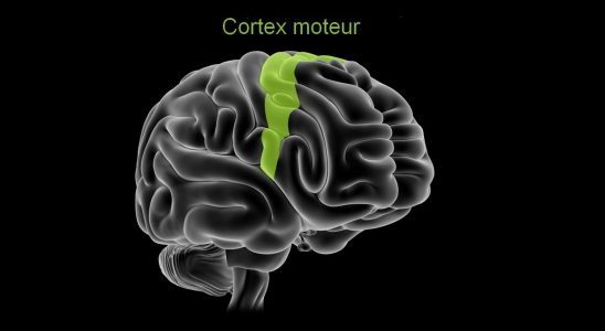 What is the motor cortex