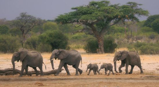 elephants are increasingly migrating due to climate change