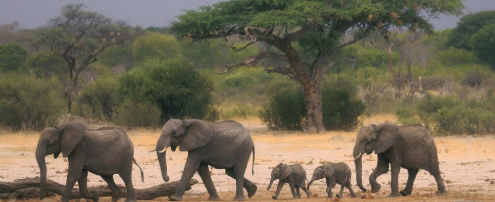 elephants are increasingly migrating due to climate change