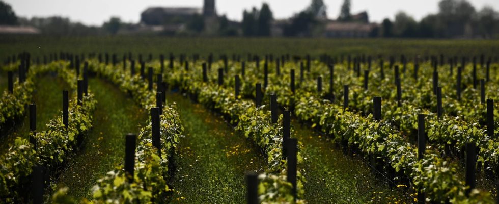 living near vineyards increases the risk of leukemia in children
