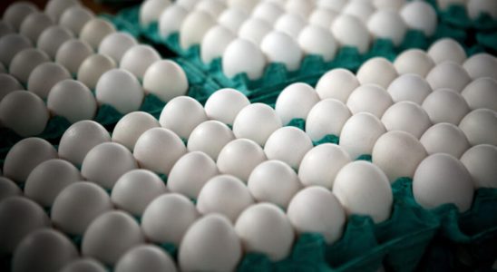 unprecedented bird flu causes egg shortages