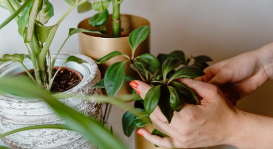 A florist assures us pretty houseplants in winter are possible
