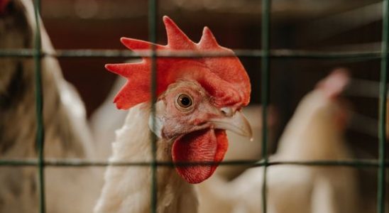 Bird flu in Renswoude chickens culled and housing required in
