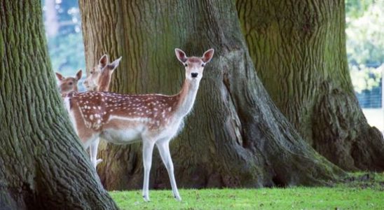Deer camp in Doorn will kill animals We have no