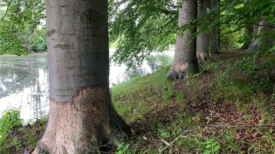 Despite measures beavers gnaw old beech trees at Amerongen Castle