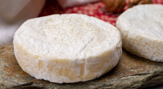 Do not consume this cheese contaminated with Escherichia Coli bacteria