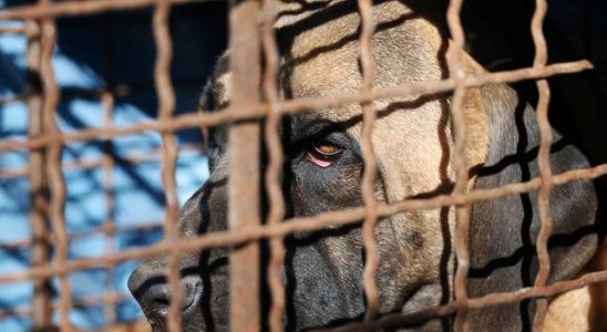 Dog meat debates stirred up South Korea They chanted We