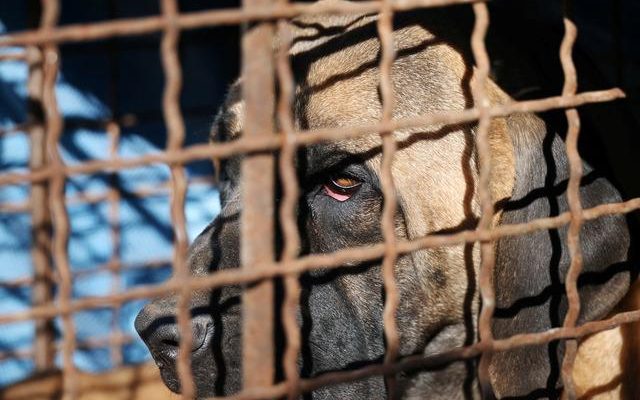 Dog meat debates stirred up South Korea They chanted We