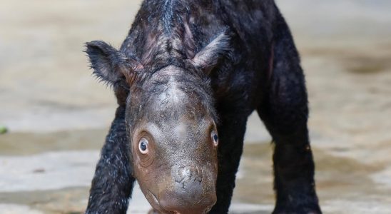 Endangered rhino born in Indonesia