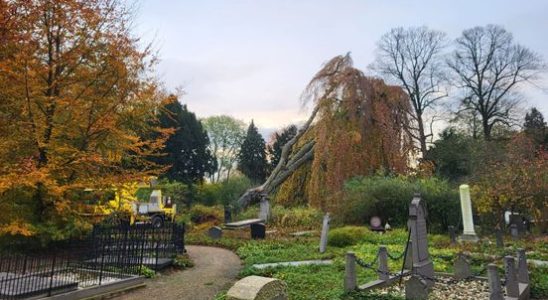 Fallen weeping beech at Soestbergen cemetery leaves a huge hole