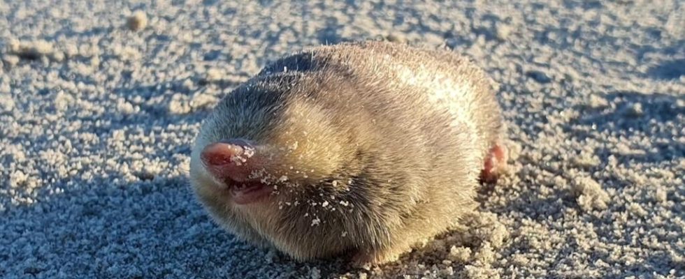 Golden mole spotted in South Africa for first time in