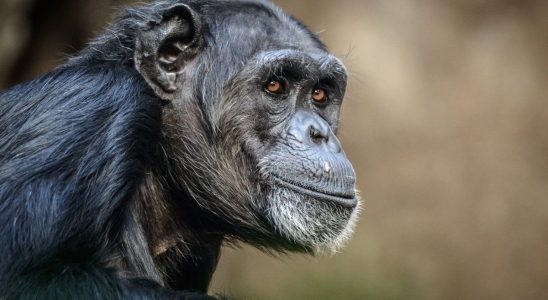 Good neighborly relations bonobos offer a glimpse of human alliances