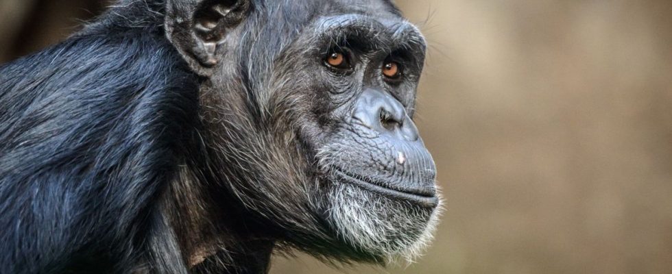 Good neighborly relations bonobos offer a glimpse of human alliances