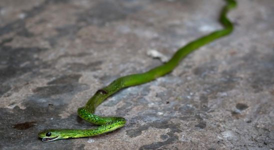 Green mamba hunting in the Netherlands