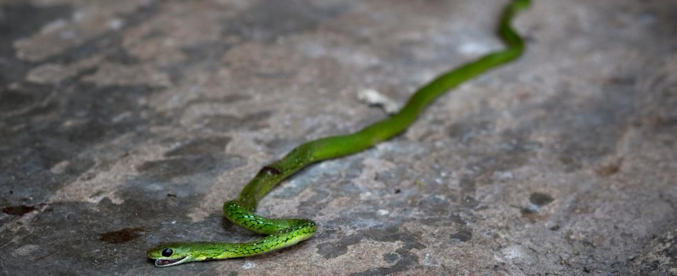 Green mamba hunting in the Netherlands