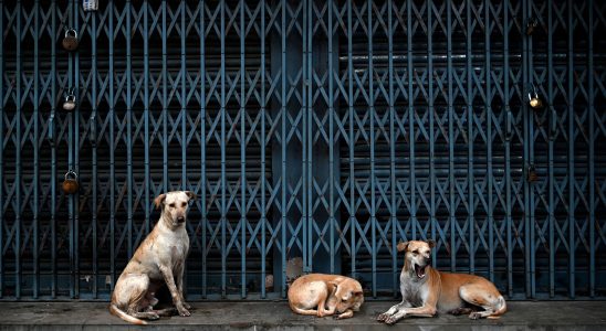 In India the deadly scourge of stray dogs – LExpress