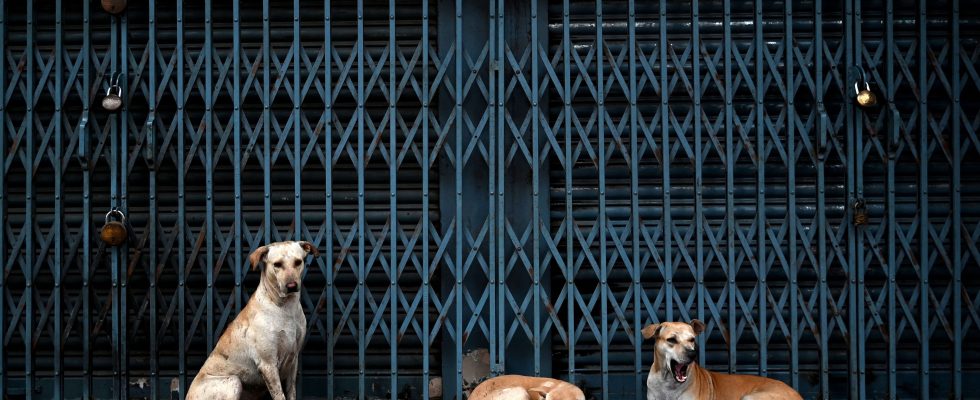 In India the deadly scourge of stray dogs – LExpress