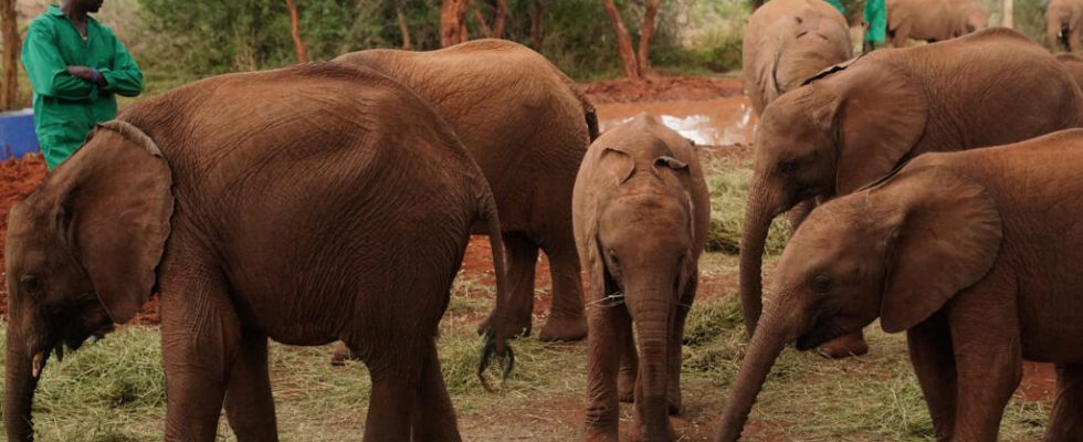 Kenya rare birth of twin elephants