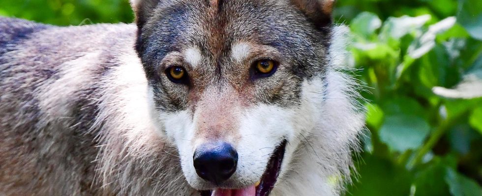 New protection hunt for the Scanian wolf