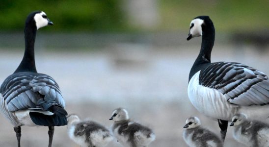 Nuisance geese threaten Kastrup airport