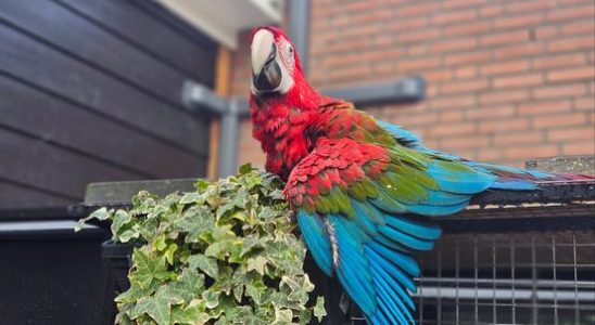 Parrot from Maarssenbroek has been missing for four days Its