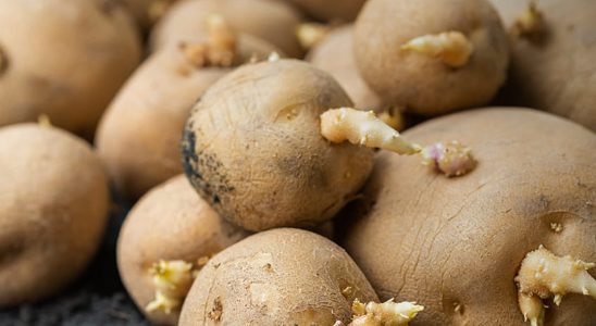 Potatoes with sprouts should you eat them or not eat